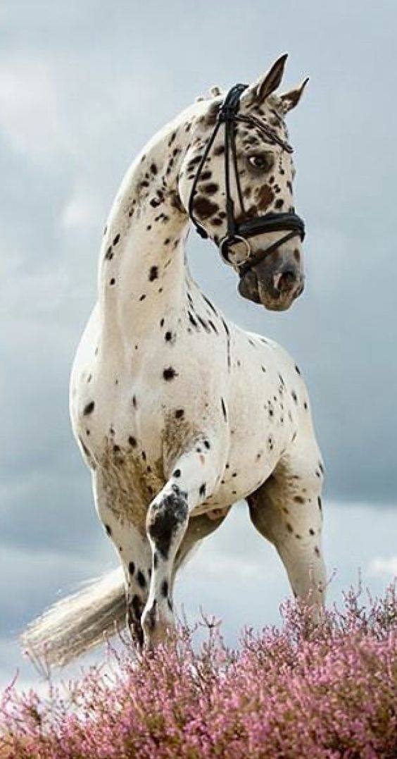 Appaloosa Dressage Horses